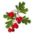 Hawthorn berry with leaves isolated on white background Royalty Free Stock Photo
